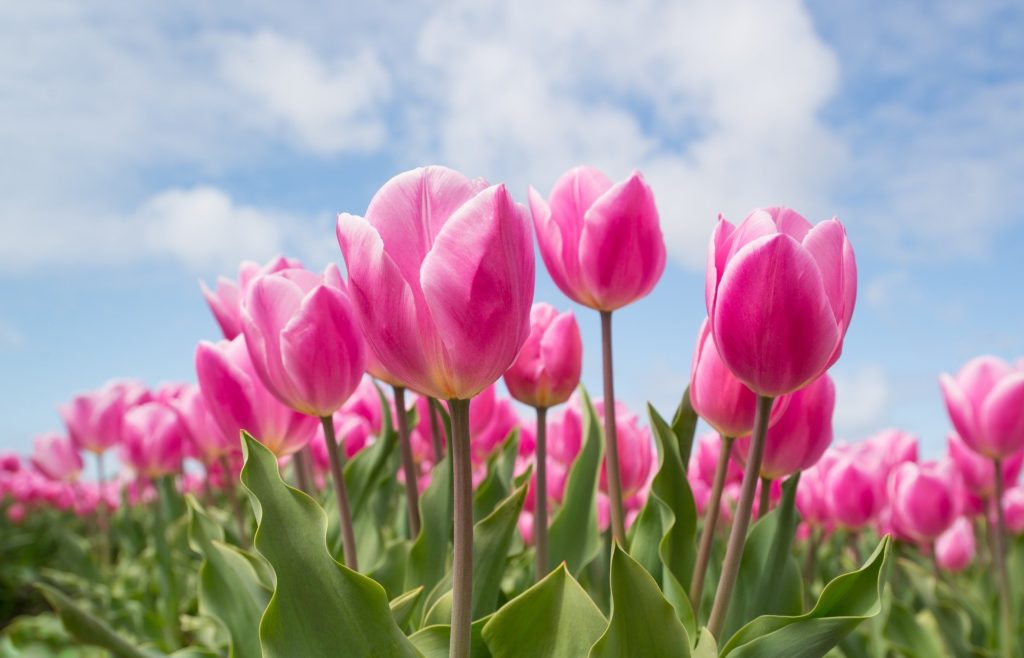 Weather For Pella Tulip Time in Pella, Iowa