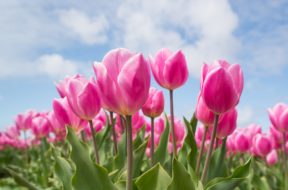 Pella Tulip Time