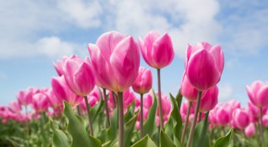 Pella Tulip Time