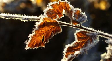 frosty leaf