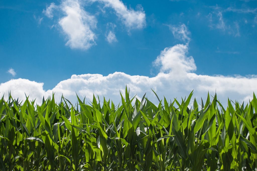 A field of corn on a hot summer day