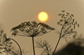 Hazy Sky