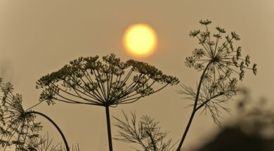Hazy Sky