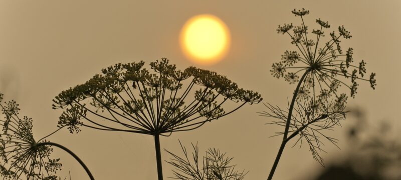 Hazy Sky